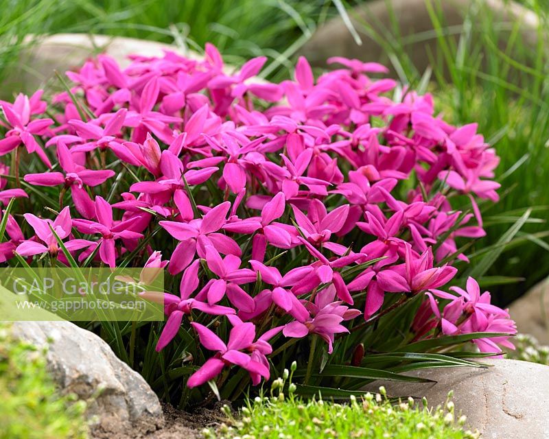 Rhodohypoxis milloides 'Paula'